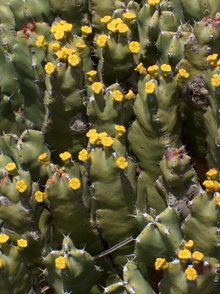 Плод Euphorbia bubalina