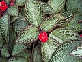 Lamiales - Episcia cupreata 4.jpg