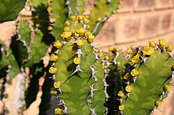 Euphorbiapseudocactus.jpg