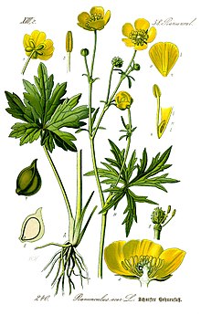 Ranunculus acris acris-Salzburg, Flachgau, Henndorf-bE-HdN-1649a.jpg