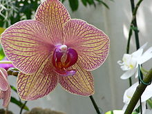 Phalaenopsis flower.JPG