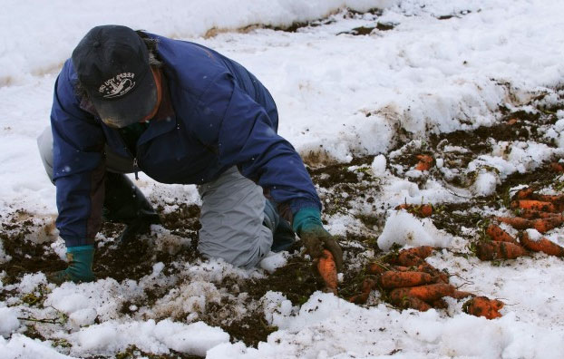 Уборка моркови на длительные хранение - слишком поздно