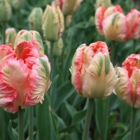 Без спешки и ошибок: когда и как сажать тюльпаны осенью