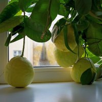 О болезнях и вредителях комнатного лимона