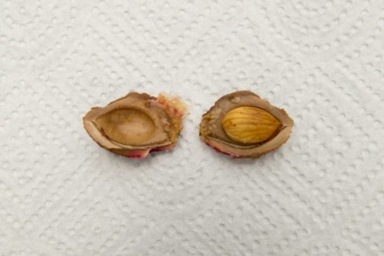 Семя персика