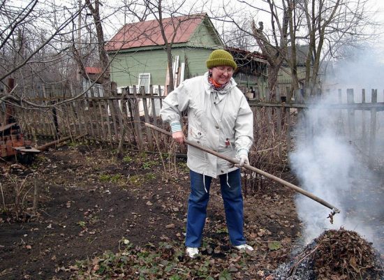 Уборка клубничных посадок