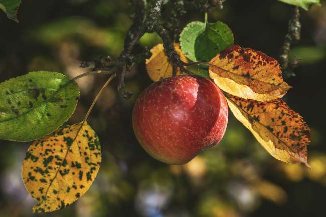 Уход за яблоней в осенний сезон