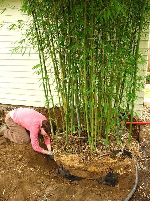 Пересадка бамбука