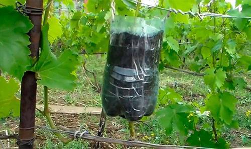 Укоренение винограда воздушным отводком, прямо на растущем побеге.