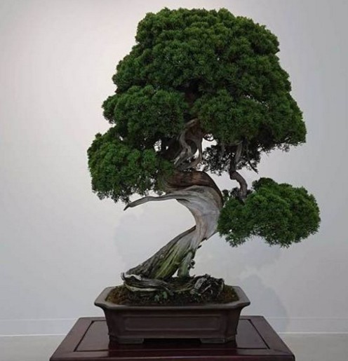 бонсай дерево сколько живет