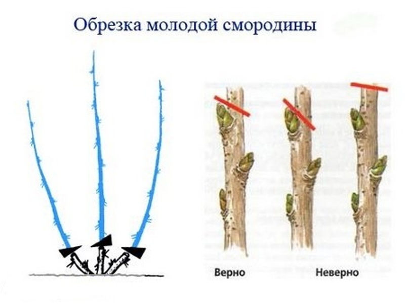 Схема обрезки саженцев смородины после посадки