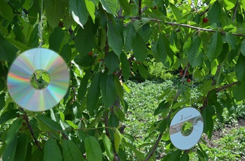 Защита плодов черешни от птиц с помощью старых компьютерных дисков