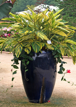 Variegated shell ginger makes a striking addition to containers.