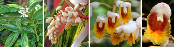 Alpinia zerumbet produces flowers in a terminal raceme (L), with drooping white flowers (LC) that each have a yellow and red interior (RC and R).