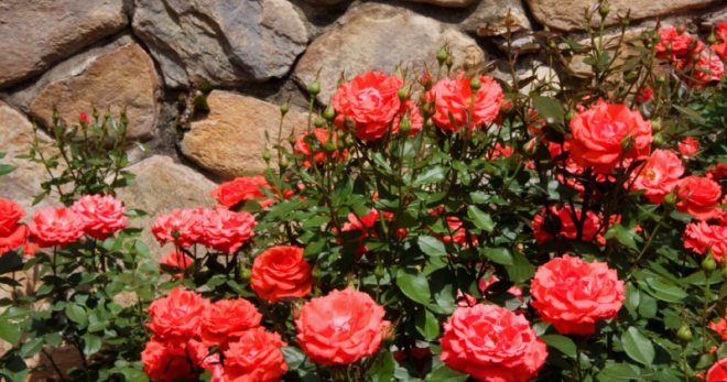 Сорта роз - какие выбрать для оформления сада?