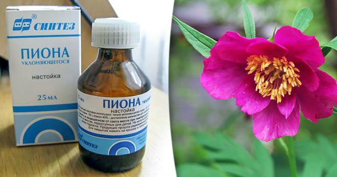 Настойка пиона – волшебные свойства для мужчин, женщин и детей