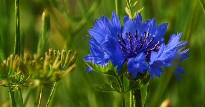 Цветок василек – как выглядит, какого цвета бывает, где растет, основные виды, легенда растения