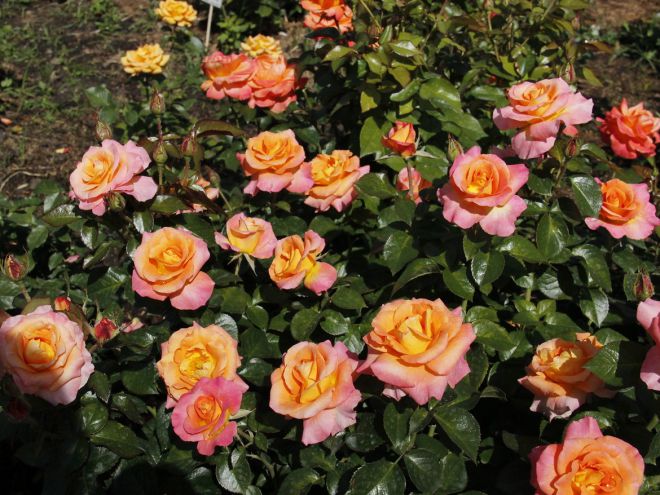 Чайно-гибридные розы - уход и выращивание