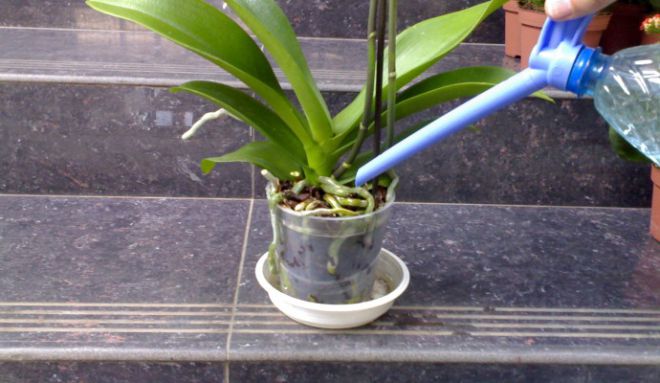 Как поливать орхидею после цветения