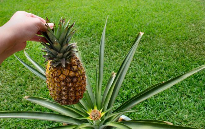 где выращивают ананасы где выращивают ананасы