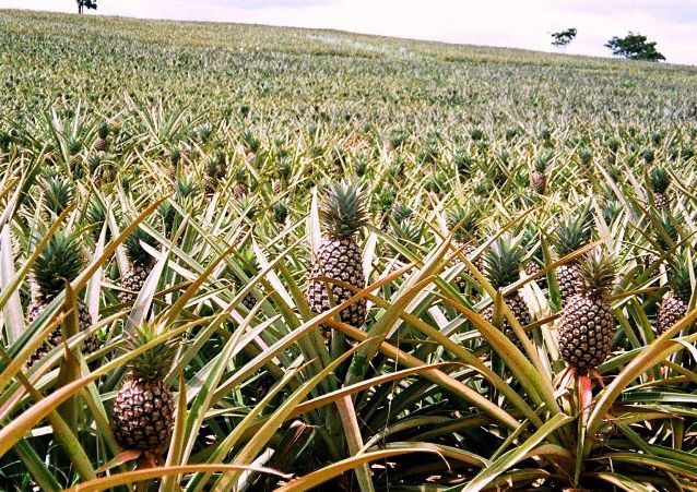 выращивание ананасов в открытом грунте выращивание ананасов в открытом грунте