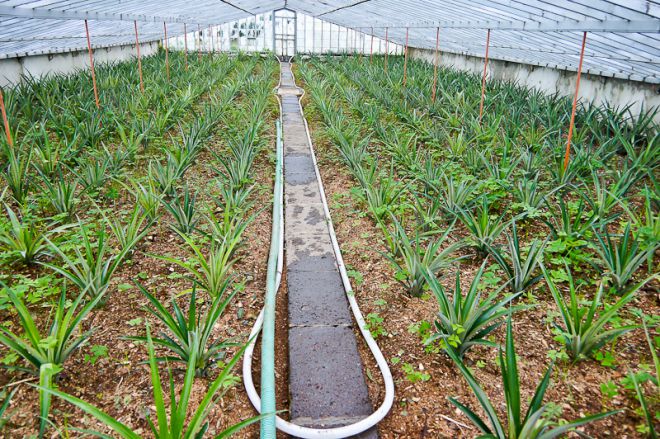 выращивание ананасов в теплице выращивание ананасов в теплице