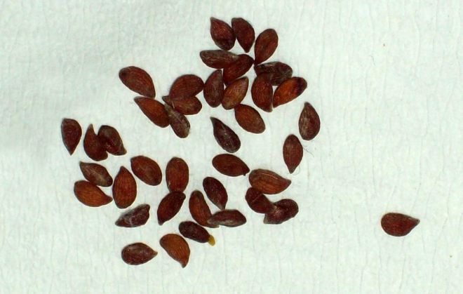 как посадить ананас семенами как посадить ананас семенами