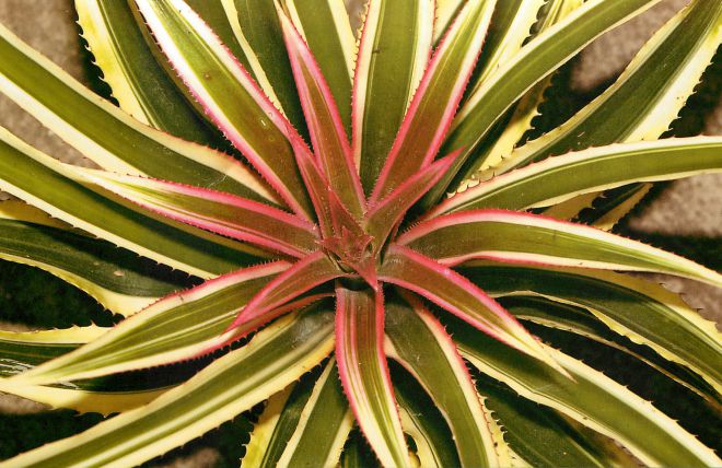 как ухаживать за ананасом в горшке как ухаживать за ананасом в горшке