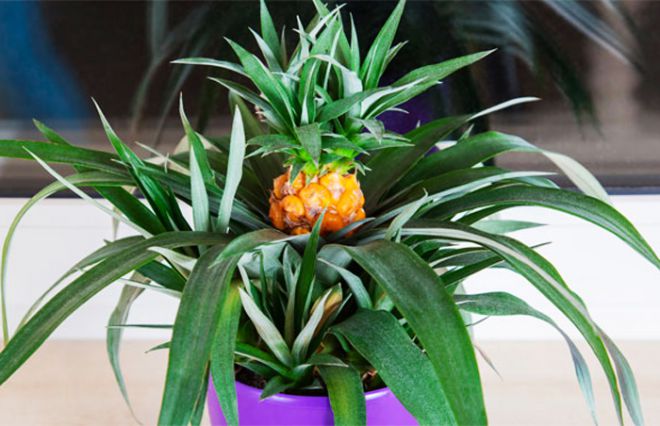 выращивание ананаса полив выращивание ананаса полив