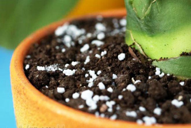 выращивание ананаса дома подкормка выращивание ананаса дома подкормка