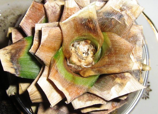 выращивание ананаса в домашних условия болезни выращивание ананаса в домашних условия болезни