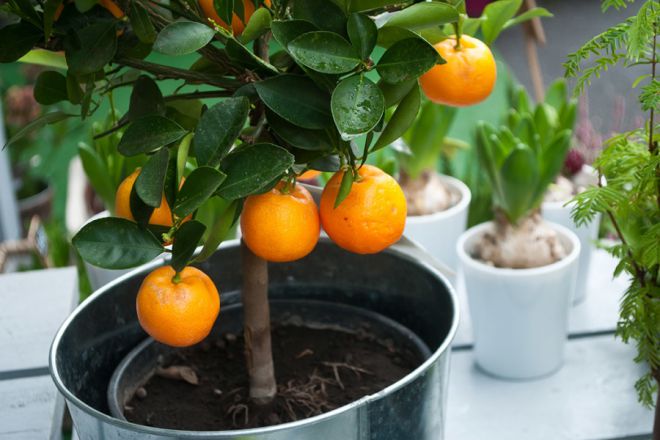 как вырастить апельсиновое дерево