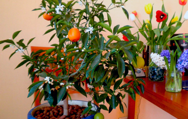 как поливать апельсиновое дерево в домашних условиях