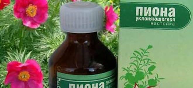 настойка пиона лечебные свойства настойка пиона лечебные свойства