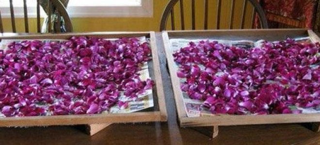 как сделать настойку пиона в домашних условиях как сделать настойку пиона в домашних условиях