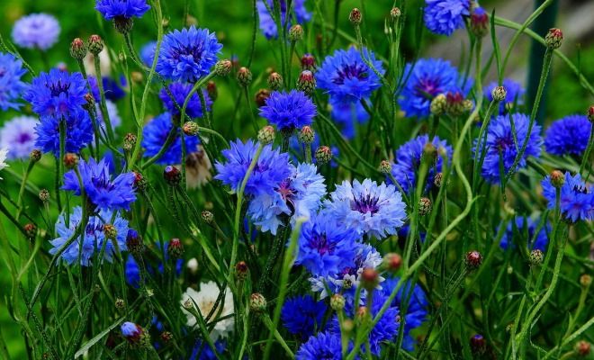 цветок василек виды василек голубой