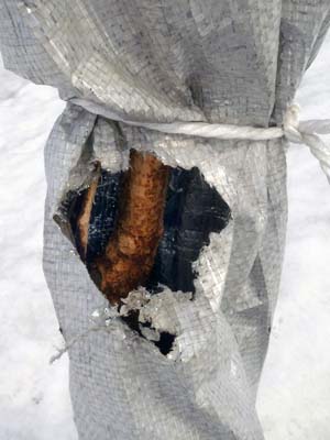 Утеплить саженцы на зиму. Молодые деревья. Укрыть деревья на зиму. Укрытие деревьев на зиму. Укрытие деревьев на зиму спанбондом.