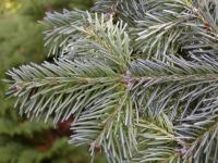 Abies lasiocarpa   - subalpine fir