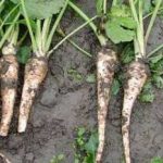 Growing Parsnips - How to Grow Parsnips