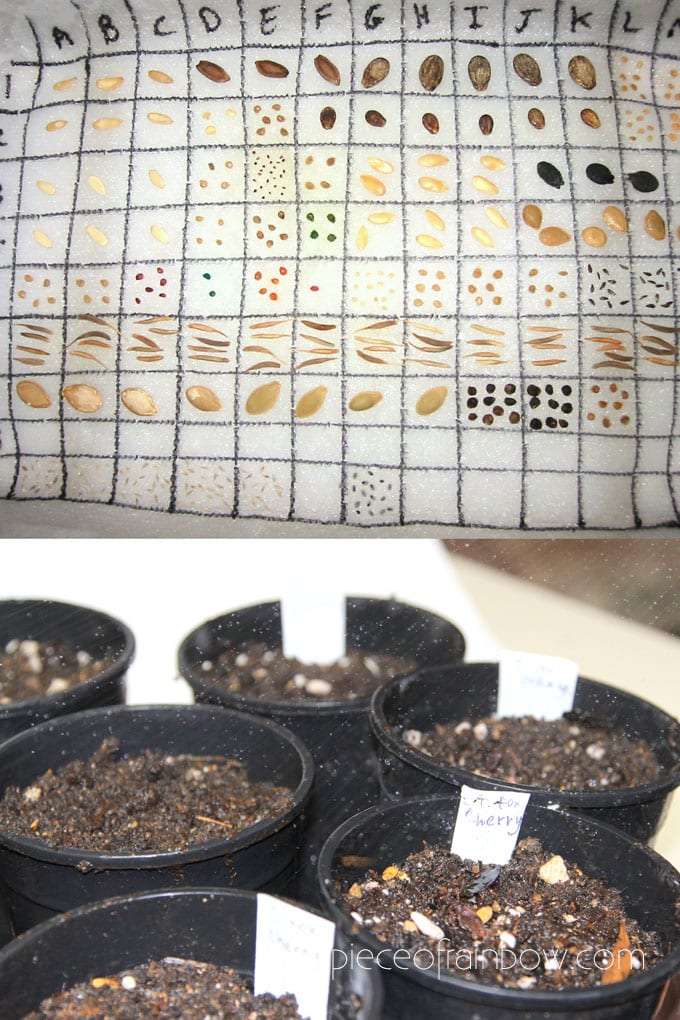 germinate seeds on wet paper towel and plant in pots 