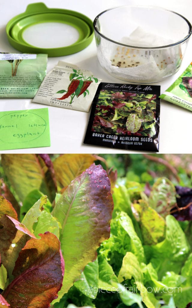 start lettuce seeds and plants