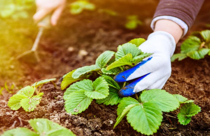 Как ухаживать за клубникой осенью