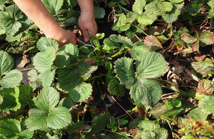 Как ухаживать за клубникой осенью