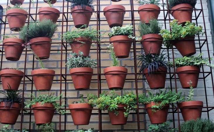 Польза и вред комнатных растений для здоровья