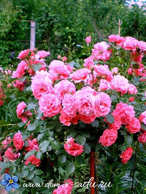 плетистые розы долгоцветущие