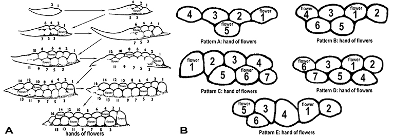 Figure 2 - (A) In supermarket bananas, the first flower (labeled 1) forms on the right side of the hand.
