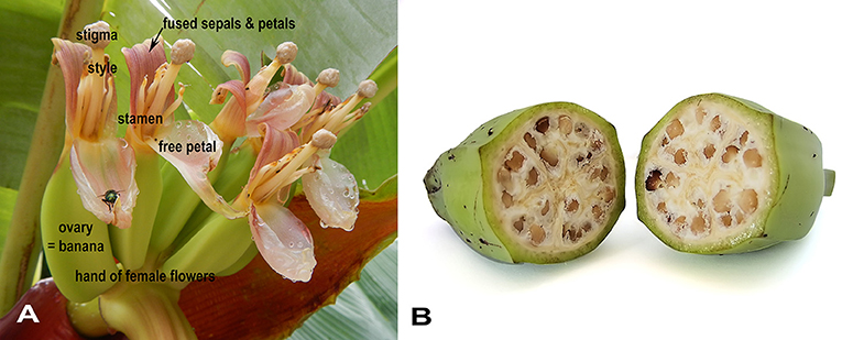 Figure 3 - (A) A hand of female banana flowers, each with five fused sepals and petals, and one petal that remains unfused.