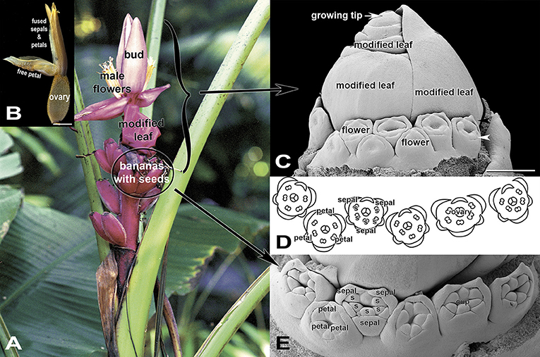 Figure 4 - (A) A flower cluster of the hairy banana with hands of female flowers below hands of male flowers.
