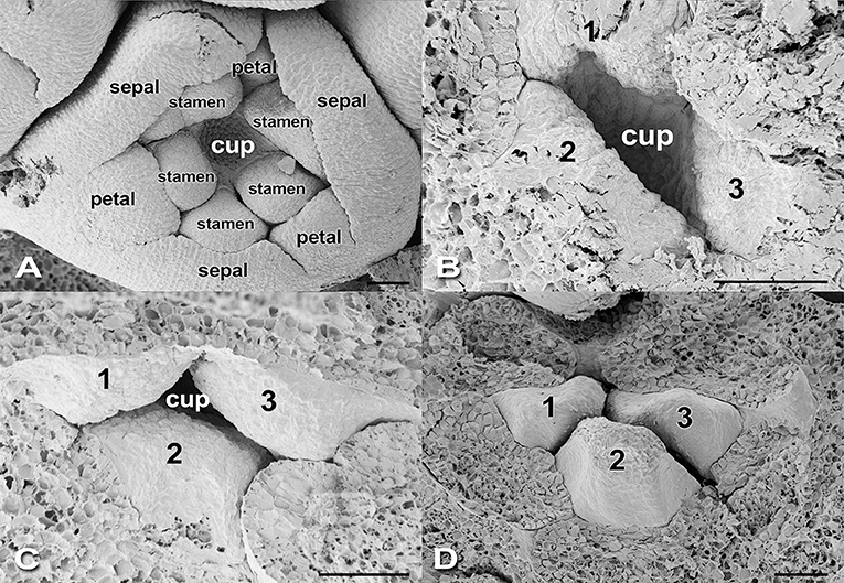 Figure 6 - (A–C) The female part of the flower forms last, in three sections (1–3), around the edge of the cup at the center of the flower.