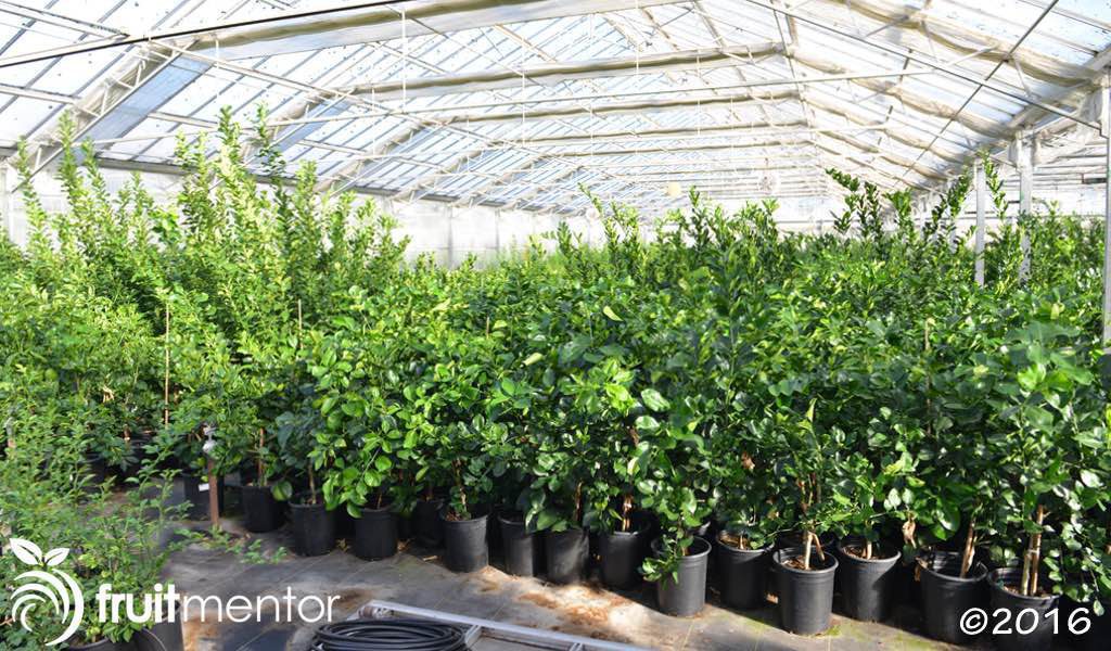 Source trees for citrus cuttings